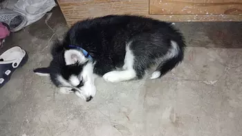 animales y mascotas - cachorro husky siberiano, 3 meses de edad