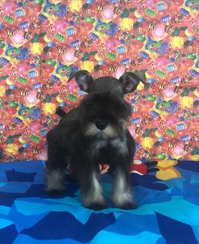 animales y mascotas - OFERTA CACHORRO SCHNAUZER MACHO EN SANTO DOMINGO Y