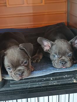 animales y mascotas - OFERTA CACHORRO BULLDOG FRANCES HEMBRA EN SANTO DO