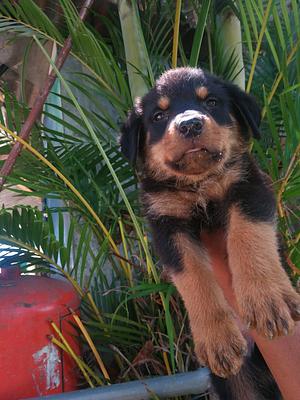 Corotos | OFERTA CACHORRO ROTTWEILER AMBOS SEXO EN SANTO DOM