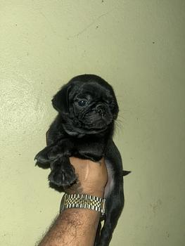 animales y mascotas - cachorro pug