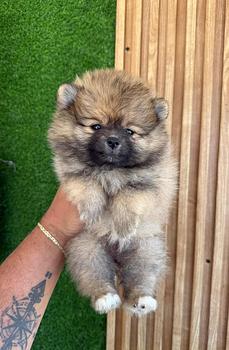animales y mascotas - FERTA CACHORRO POMERANIA MACHO EN SANTO DOMINGO Y 