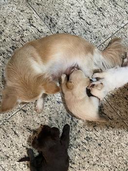 animales y mascotas - Perro Chihuahua mariposa