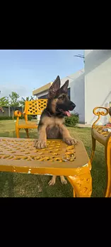animales y mascotas - pastor alemán 