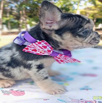 animales y mascotas - bulldog frances merle exotico hembra