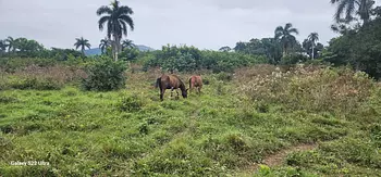 solares y terrenos - Finca Venta Cotui