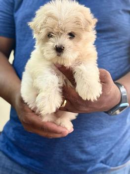 animales y mascotas - OFERTA CACHORRO MALTES HEMBRA EN SANTO DOMINGO Y S