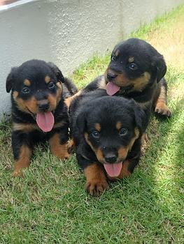 animales y mascotas - Rottweiler hembras y machos. Dog, pet, mascotas, cachorro, rotweiler, perro,