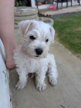 animales y mascotas - Mini Schnauzers DISPONIBLES
