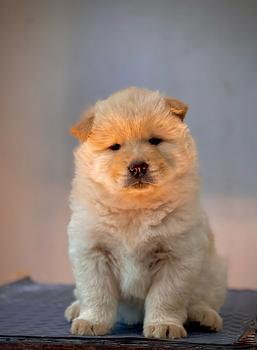 animales y mascotas - Chow chow hembras y machos. Dog, pet, mascotas, cachorro, vet, show , puppy, pet