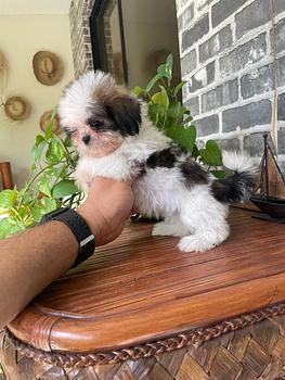 animales y mascotas - OFERTA CACHORRO SHIH TZU HEMBRA NEGRA EN SANTO DOM