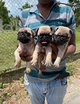 animales y mascotas - Pug hembras y machos. Dog, pet, mascotas, cachorro, vet, pugs, puppy, perro