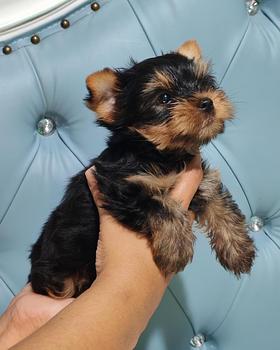 animales y mascotas - OFERTA CACHORRO YORKIE MACHO SE ENTREGA CON TODO A