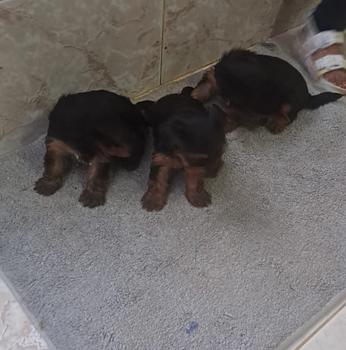 animales y mascotas - Yorkie terrier 