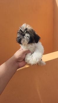 animales y mascotas - cachorro shihtzu toy 