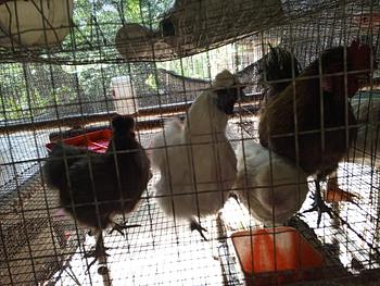 animales y mascotas - Gallinas por pares