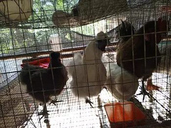 animales y mascotas - Gallinas por pares