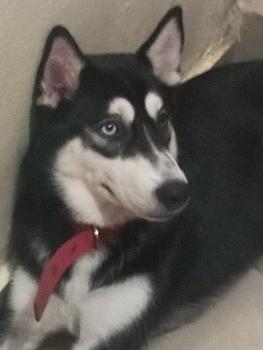 animales y mascotas - husky 