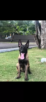 animales y mascotas - pastor alemán belga malinois 