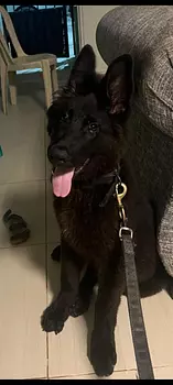 animales y mascotas - pastor alemán negro 