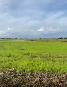 solares y terrenos - Finca de Arroz 1,800 tareas Cotui, Cenovi 