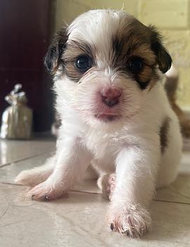 animales y mascotas - Cachorros Poodle raza pura en busca de familia – 3 machos y 3 hembras