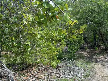 solares y terrenos - Vendo Terreno en Pedernales Frente a la Playa 
