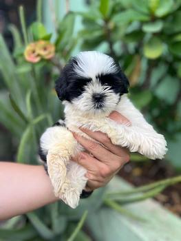 animales y mascotas - OFERTA CACHORRO SHIH TZU HEMBRA EN SANTO DOMINGO Y