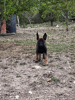 animales y mascotas - pastor belga malinois 