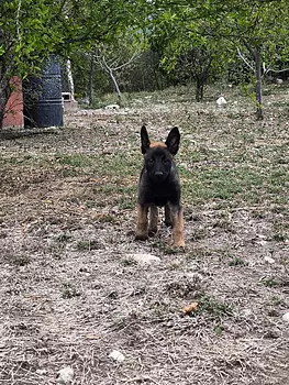 animales y mascotas - pastor belga malinois 