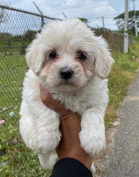 animales y mascotas - maltipoo