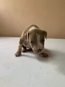 animales y mascotas - Hermosos Cachorros Pitbull en Venta 