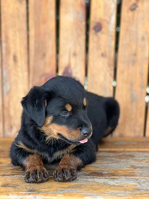 Corotos | OFERTA CACHORRO ROTTWEILER AMBOS SEXO EN EN SANTO