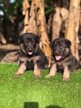 animales y mascotas - Pastor alemán hembra y machos. Dog, pet, mascotas, cachorro, vet, puppy, aleman