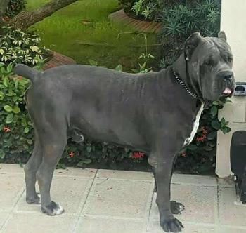 animales y mascotas - cane corso