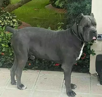 animales y mascotas - cane corso