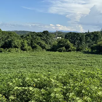 solares y terrenos - vendo 50 tarea deslindada y con titula en las piedras la Vega. 