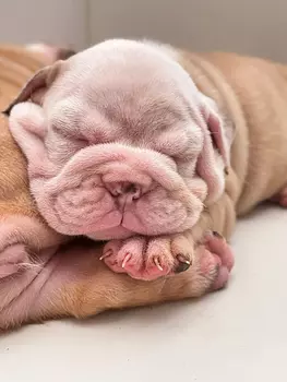 animales y mascotas - Bulldog Ingles ❤️ 