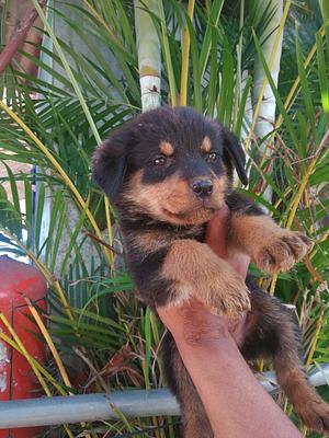 Corotos | OFERTA CACHORRO ROTTWEILER AMBOS SEXO EN SANTO DOM