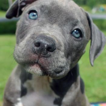 animales y mascotas - Pitbull Blue 🔥 