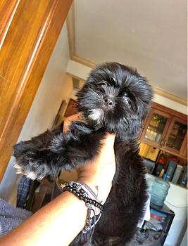 animales y mascotas - HERMOSOS CACHORROS SHIHPOO