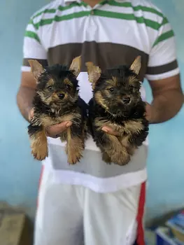 animales y mascotas - yorkie mini toy 