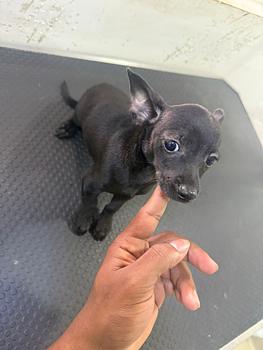 animales y mascotas - OFERTA CACHORRO CHIHUAHUA MACHO MACHO EN SANTO DOM