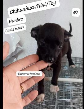 animales y mascotas - Chihuahua Mini/Toy Black and White #1