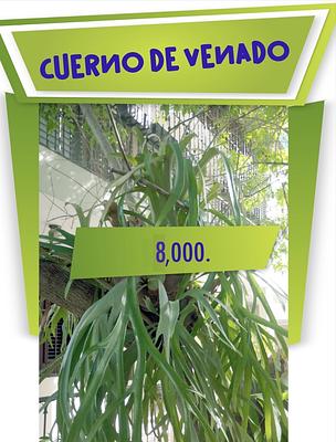 Listing thumbnail