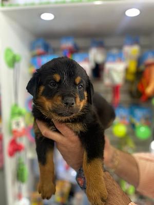 Corotos | OFERTA CACHORRO ROTTWEILER HEMBRA EN SANTO DOMINGO Y VACUNA ...