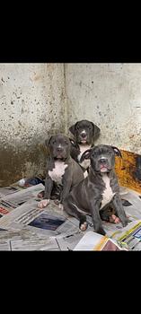 animales y mascotas - pitbull