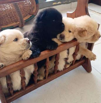 animales y mascotas - Chow chow hembras y machos. Dog, pet, mascotas, cachorro, vet, show , puppy, pet