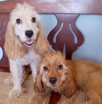 animales y mascotas - Cachorros Cocker