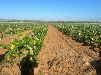 solares y terrenos - Valverde Mao, 3,146 tareas, con sistema de riego y titulo